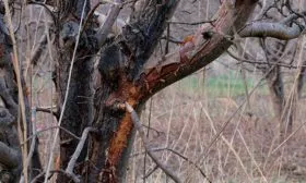 Чёрный рак яблони Штрейфлинг23 яблони Штрейфлинг23