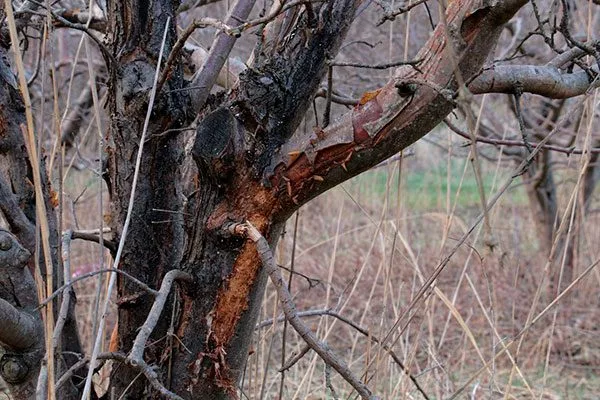 Чёрный рак яблони Штрейфлинг23 яблони Штрейфлинг23