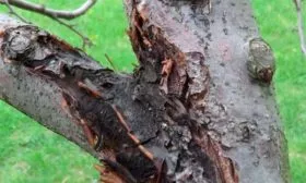 Чёрный рак яблони Сирена13