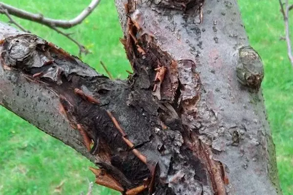 Чёрный рак яблони Сирена13