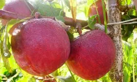 Дарунак яблони Строевское3