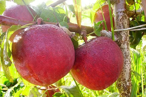 Дарунак яблони Строевское3