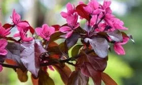 цветки яблони Скарлет