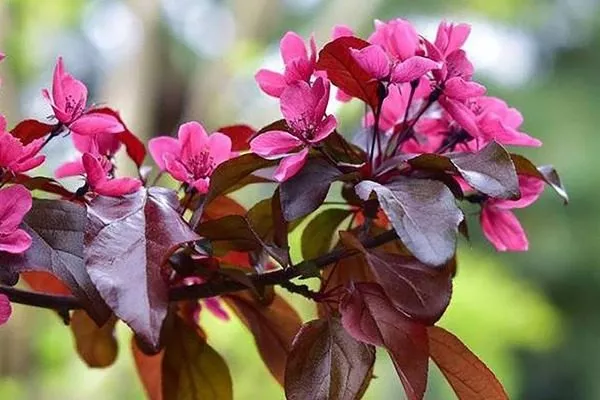 цветки яблони Скарлет