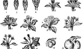 фазы цветения яблони Скарлет