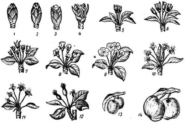 фазы цветения яблони Скарлет