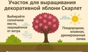 выбор участка для яблони Скарлет