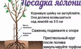 посадка яблони Скарлет
