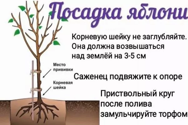 посадка яблони Скарлет