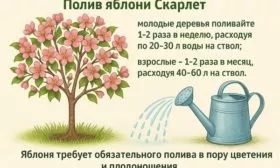 полив яблони Скарлет