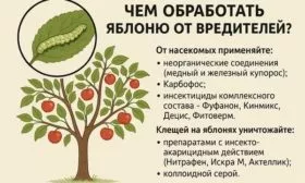 чем обработать яблоню Скарлет от вредителей