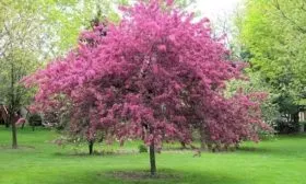 яблоня Скарлет