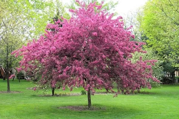 яблоня Скарлет