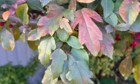 листва Скарлет