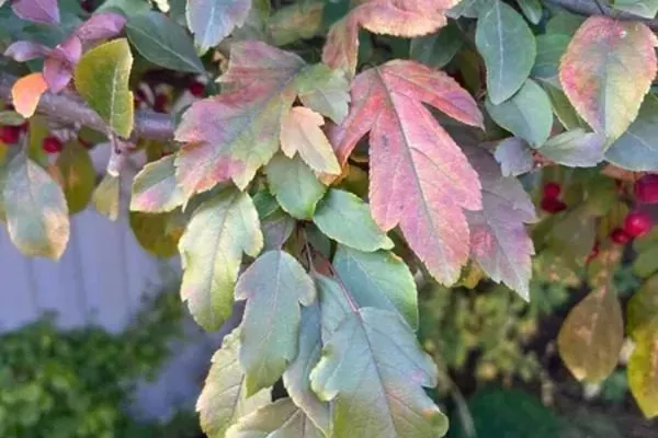 листва Скарлет