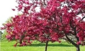 групповая посадка яблонь Скарлет