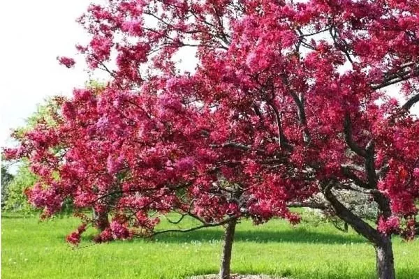 групповая посадка яблонь Скарлет