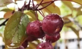 райские яблочки сорта Скарлет