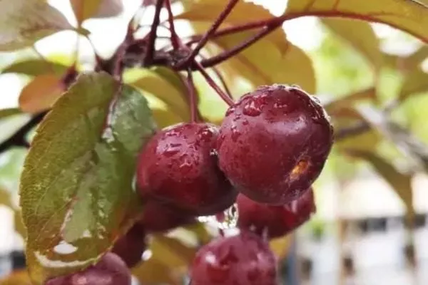 райские яблочки сорта Скарлет