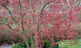 яблоня Скарлет после листопада