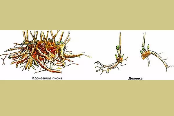 деление куста пиона Топ Брасс5