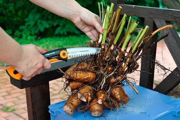 деление куста пиона Йеллоу Краун6