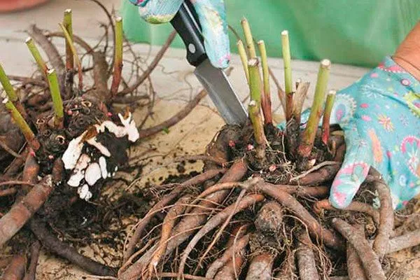 деление куста2 пиона Топ Брасс6