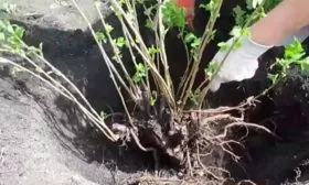 Делением куста смородины Деликате5