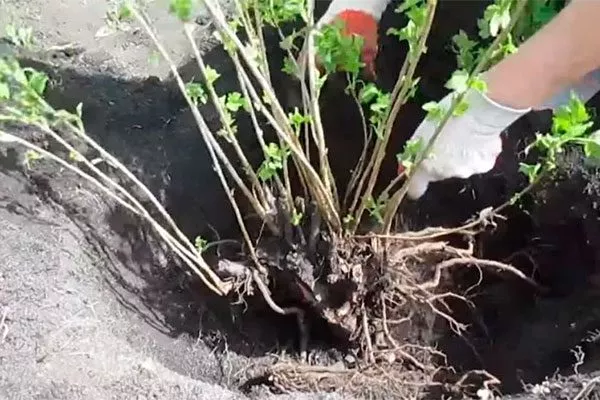 Делением куста смородины Деликате5