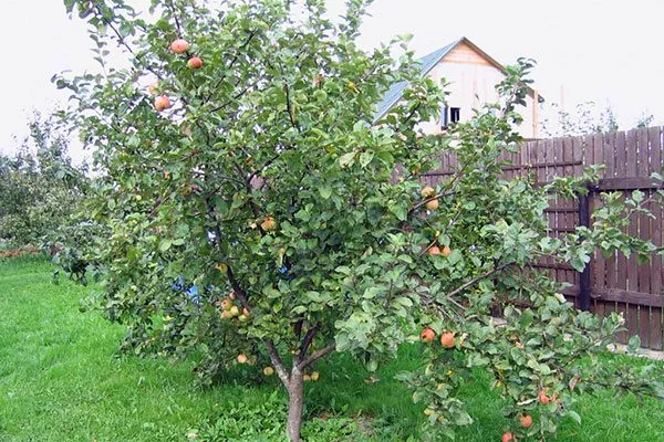 дерево 2 сорт яблок Осеннее полосатое7