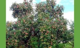 дерево 2 яблони Штрейфлинг5 яблони Штрейфлинг5