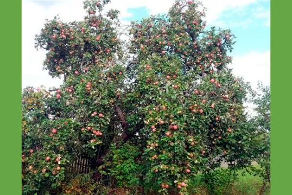 дерево 2 яблони Штрейфлинг5 яблони Штрейфлинг5