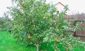 дерево 3 яблони Штрейфлинг6 яблони Штрейфлинг6