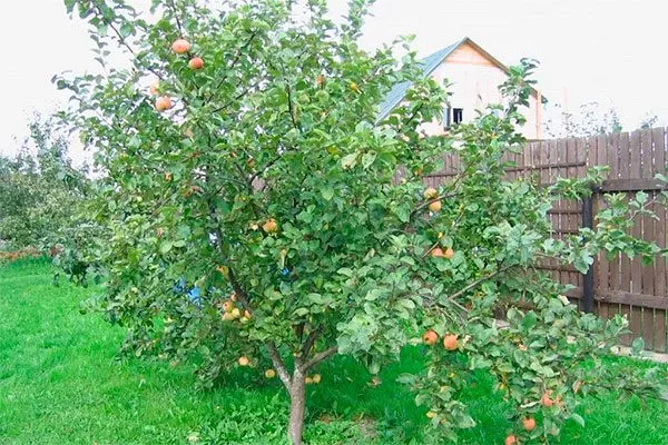 дерево 3 яблони Штрейфлинг6 яблони Штрейфлинг6