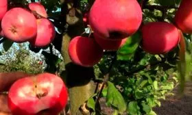 дерево и плоды яблони Эра4