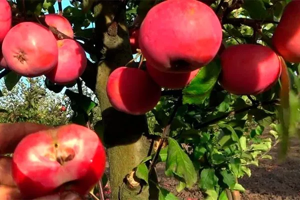 дерево и плоды яблони Эра4