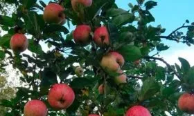 дерево сорт яблок Осеннее полосатое8