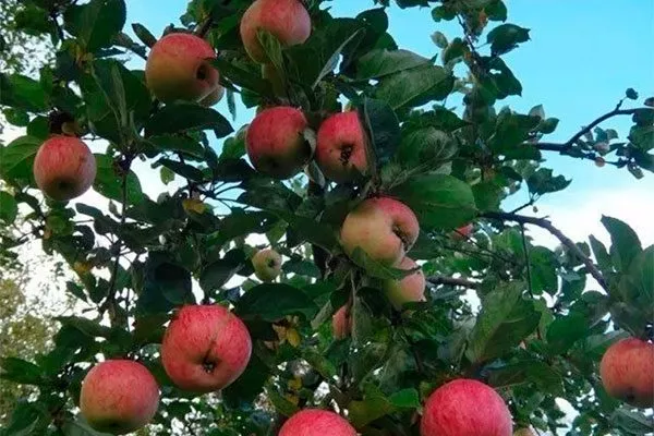дерево сорт яблок Осеннее полосатое8