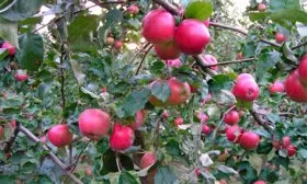 дерево яблок Веньяминовское1