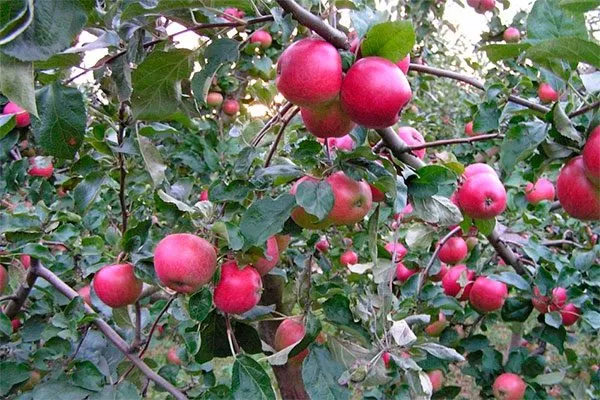 дерево яблок Веньяминовское1