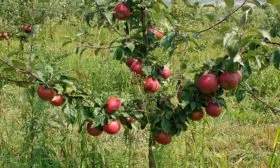 дерево яблони Антей2