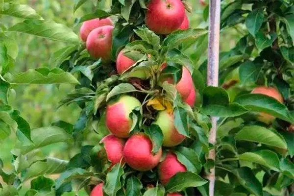 дерево яблони Арбат2