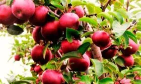 дерево яблони Байя Мариса6