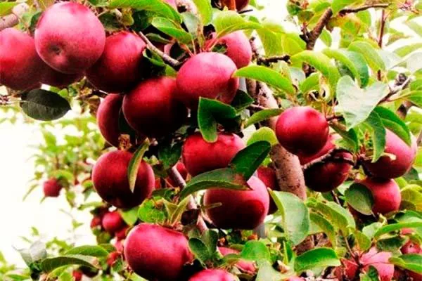 дерево яблони Байя Мариса6