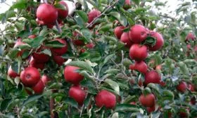 дерево яблони Чёрный принц3