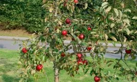 дерево яблони Эра5