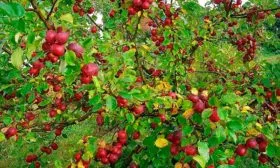 дерево яблони Китайка Керр4