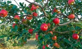 дерево яблони Красное раннее9