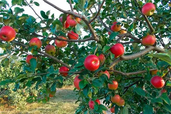 дерево яблони Красное раннее9