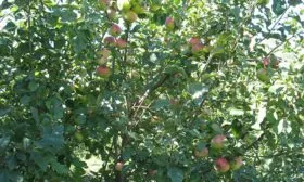 дерево яблони Марат Бусурин3